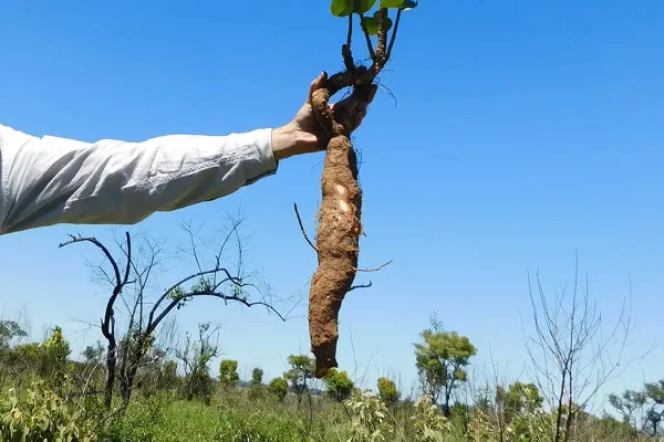 Imagem colorida mostra raiz de uma das plantas dos campos naturais coletadas pelos pesquisadores - Metrópoles