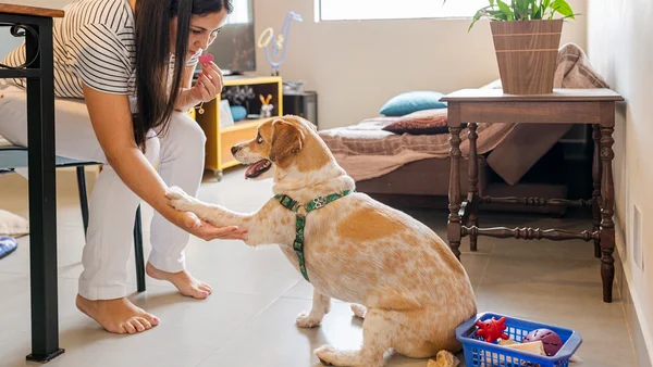 mulher adestrando cachorro em casa