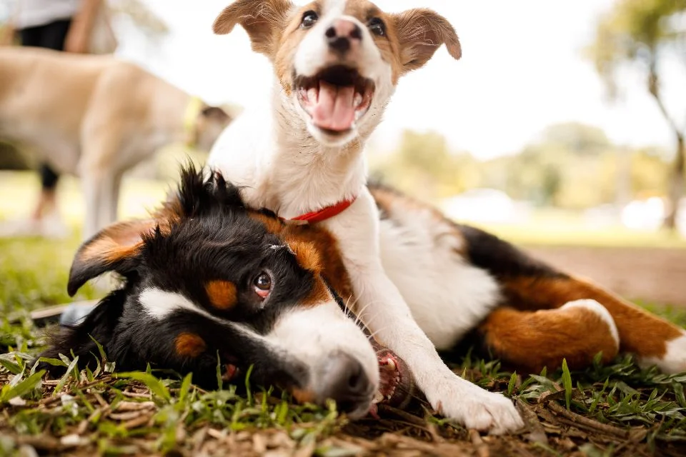 Comunicaução: saiba como os cachorros se comunicam uns com os outros Comunicaução: saiba como os cachorros se comunicam uns com os outros