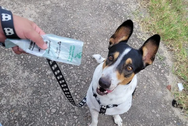 cachorro coco multa joao pessoa