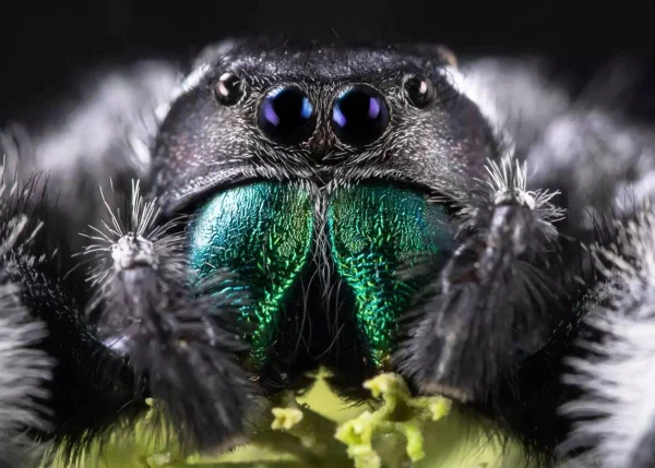 foto com zoom de uma aranha