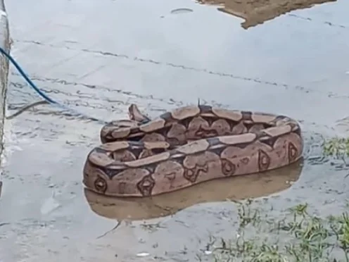 cobra-encontrada-aracaju-metropoles
