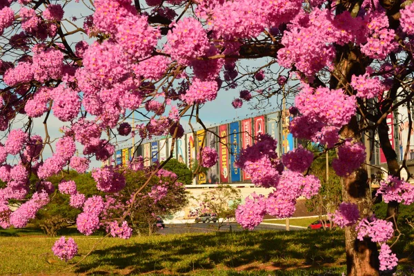 Foto do Shopping conjunto nacional em Brasília vista de dentro de uma árvore de Ipê rosa. Primavera. Metrópoles