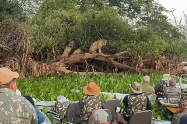 Foto colorida de onça-pintada cercada por turistas em barcos no Pantanal - Metrópoles