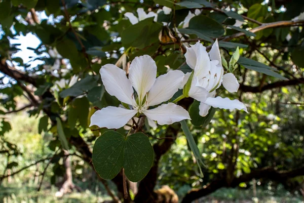 Flor branca em árvore - Metrópoles
