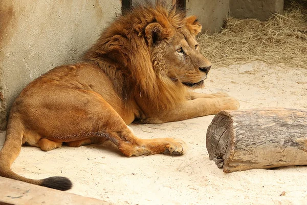 Leão Dengo e onça-pintada Tuan permanecem sob os cuidados do zoo de Brasília