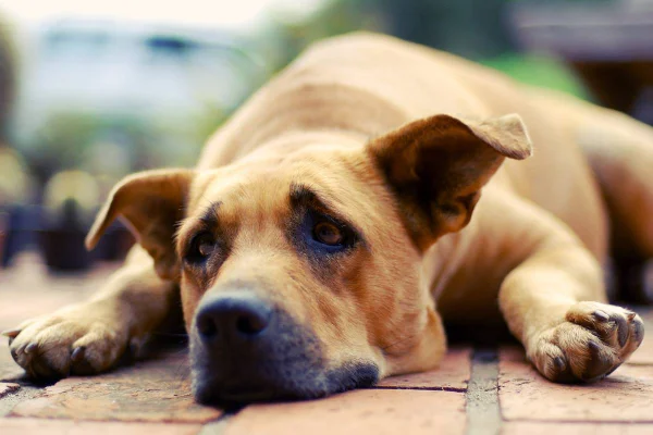 Foto colorida em close de um cachorro caramelo triste e deitado no chão - Metrópoles