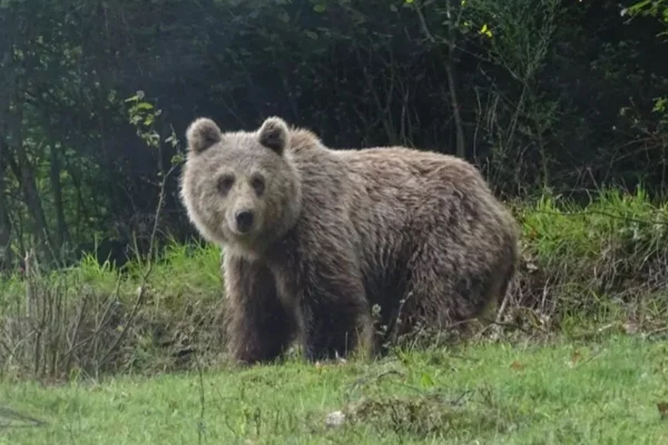 Urso na França