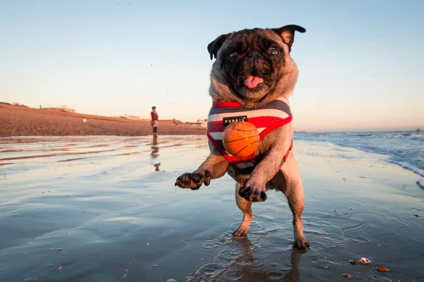 pet na praia
