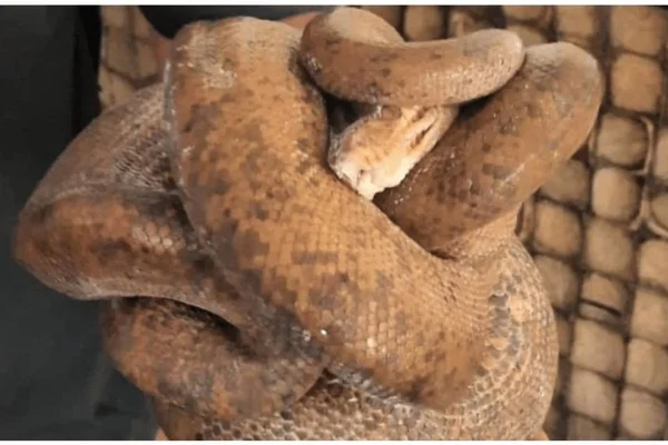 Cobra se esconde por 12 dias em prédio no RJ e apavora moradores