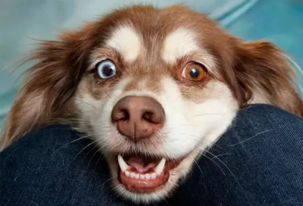 Cachorro caramelo com olho de Heterocromia - metrópoles