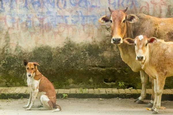 Foto colorida de um cachorro pequeno de cores branco e marrom, ao lado de dois bovinos de cor marrom - Metrópoles