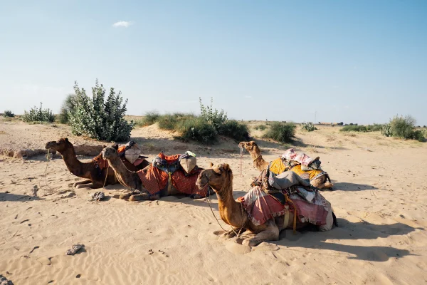 Imagem colorida do deserto de Thar - Metrópoles