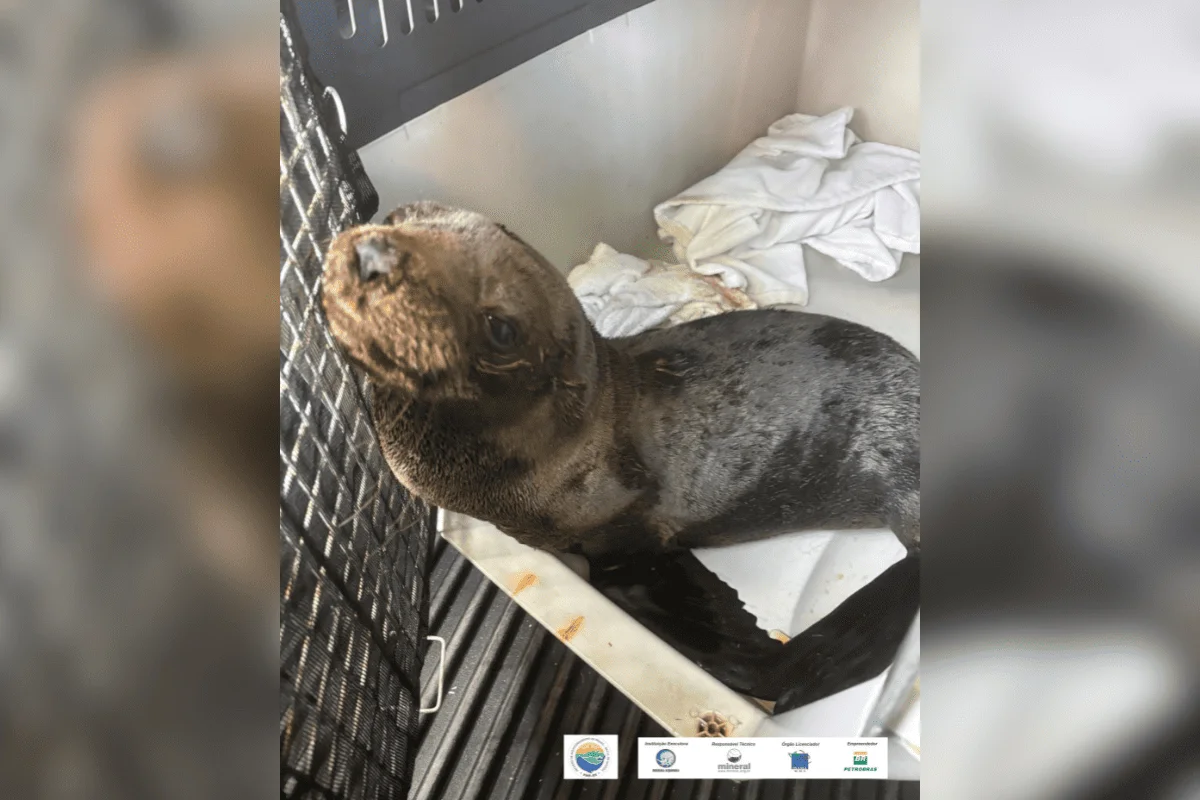 Lobo-Marinho-Sul-Americano Machucado é Resgatado no Litoral de São Paulo