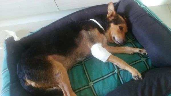 Ajude o Bolinha: cãozinho atropelado precisa de doações para tratamento