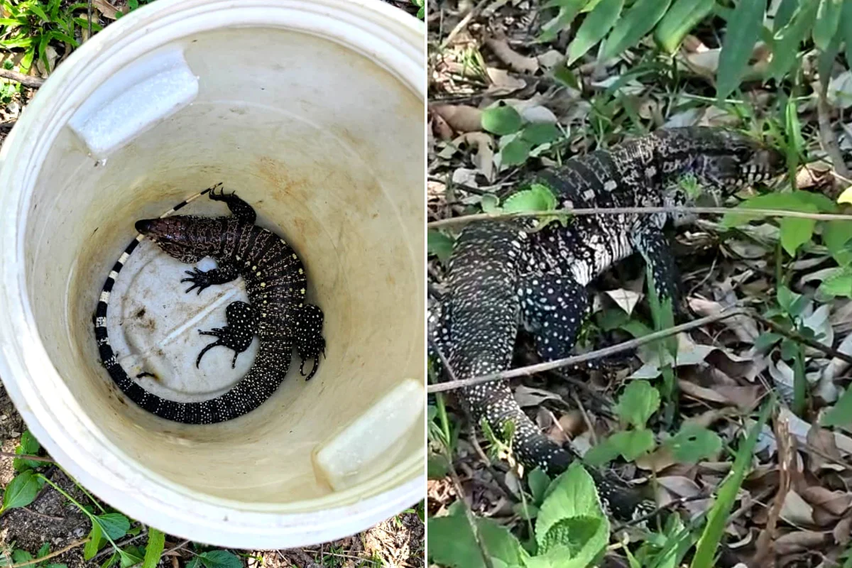 Bombeiros capturam lagarto teiú em área urbana de Cláudio, em MG