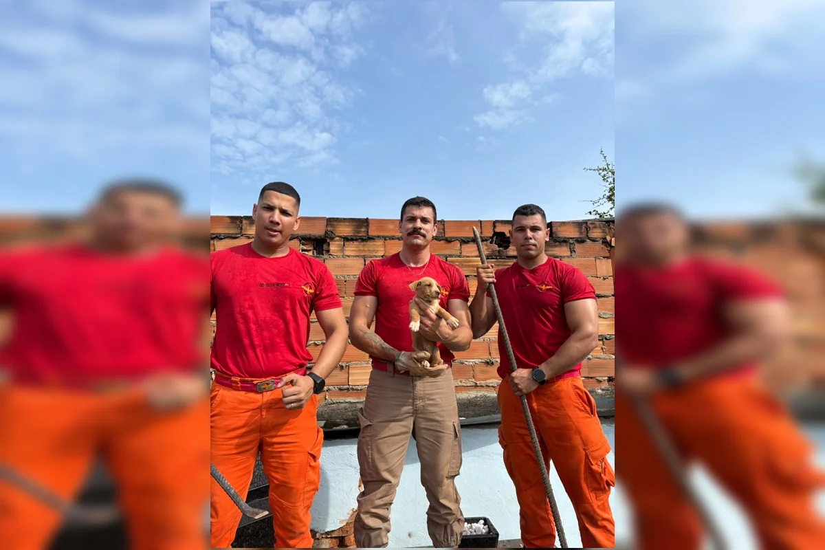 O filhote foi resgatado sem ferimentos O filhote foi resgatado sem ferimentos