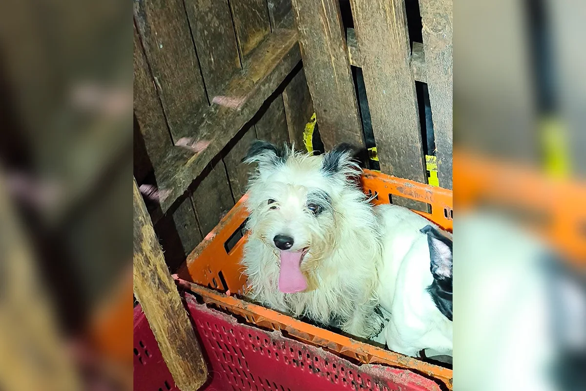 Fotos dos cachorros no momento do resgate do cativeiro