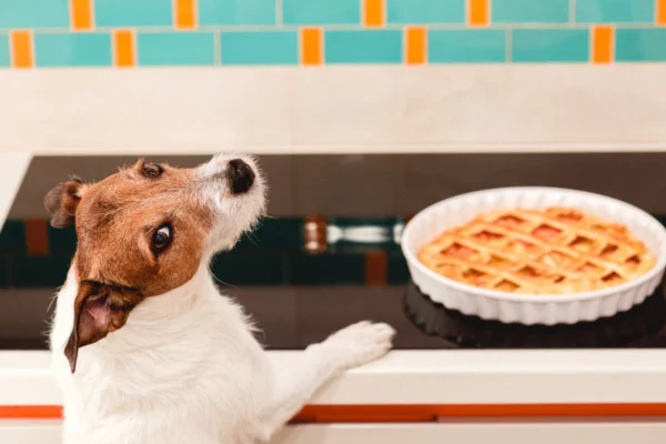 Imagem colorida de cachorro olhando para o dono, com patas em cima da mesa