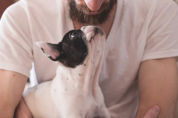Reggae e rock leve são os gêneros musicais preferidos dos cães