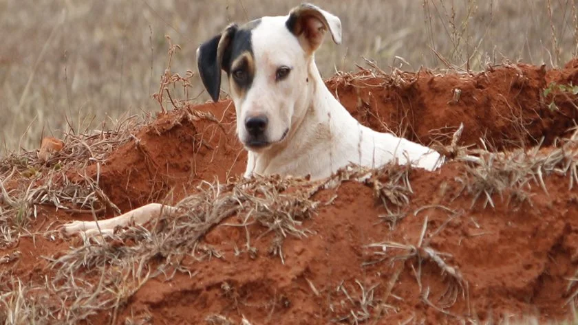Agatha foi atropelada e fraturou a coluna Agatha foi atropelada e fraturou a coluna
