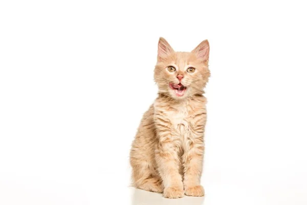 Gato