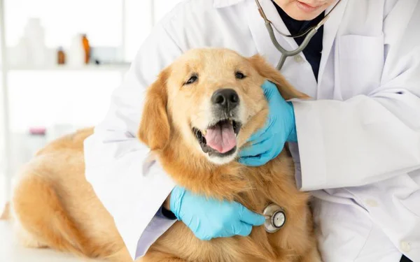 Cachorro no veterinário