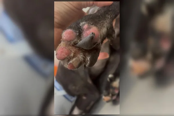 Cão incendiado em barraco no DF teve 55% do corpo queimado e perdeu o olho