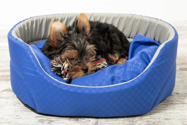 Caminha para cachorro