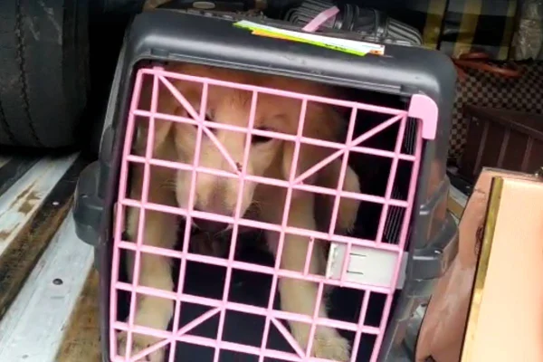 cachorro encontrado em situações precárias dentro de ônibus entre mato grosso e maranhão