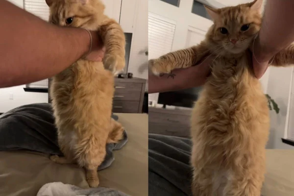 Gata Sparrow com barriga grande em vídeo viralizado no TikTok