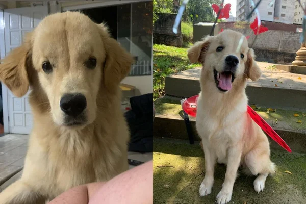 Foto colorida de um cachorro com hidrocefalia - Metrópoles