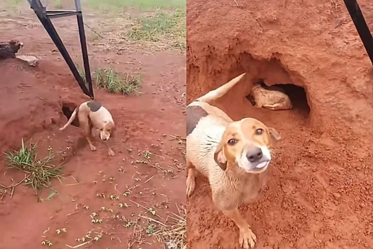 Cadela de 3 patas guia produtor até torre e salva filhotes da chuva
