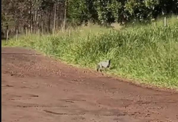 Captura de tela mostra animal misterioso em SC - Metrópoles