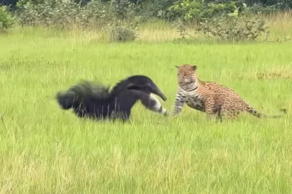 Onça e tamanduá protagonizam encontro raro no Pantanal de Mato Grosso do Sul