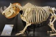 Rinoceronte Cacareco Museu de Anatomia Veterinária da FMVZ-USP