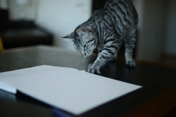 Imagem colorida de gato mexendo em papel