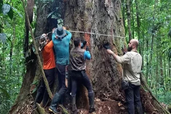 Angelim-vermelho em área de preservação na Amazônia - Metrópoles