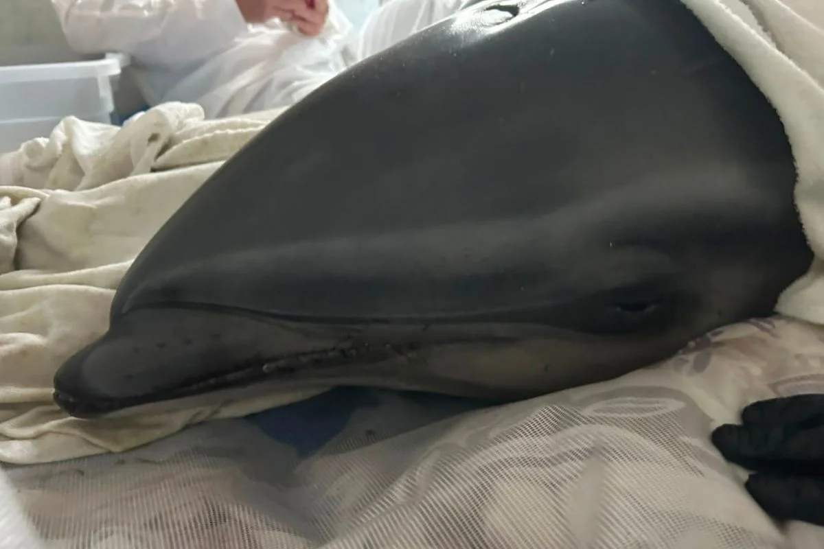 Golfinho debilitado é resgatado após aparecer na areia em Praia Grande - imagem 1 Golfinho debilitado é resgatado após aparecer na areia em Praia Grande - imagem 1