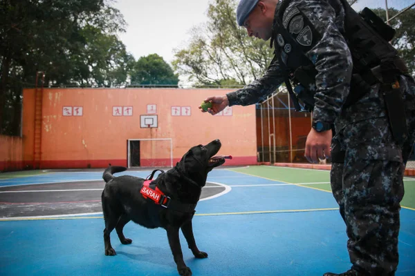 Sarah, labradora ue participou do resgate de vítimas em Brumadinho