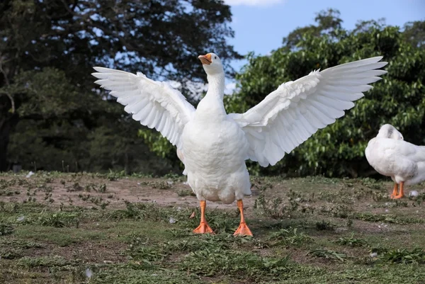 Maus-tratos a animais: por que o foie gras agora é proibido no Brasil