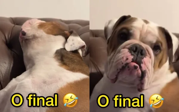 Cachorro dorme no sofá e acordado pela tutora - Metrópoles