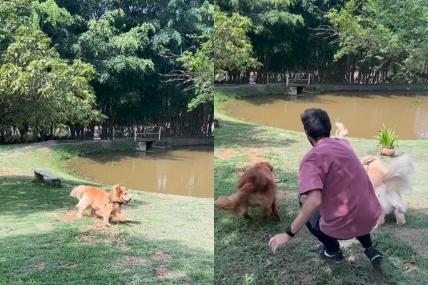 Foto colorida de quatro cachorros e um homem no parque - Metrópoles