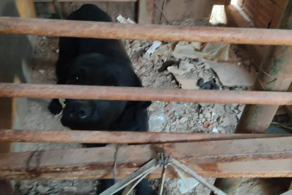 Cão