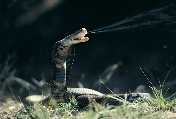 Foto mostra cobra naja disparando veneno por suas presas - Metrópoles