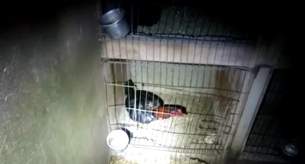 Polícia Militar acaba com rinha de galo de briga no DF