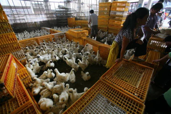 Aves na China