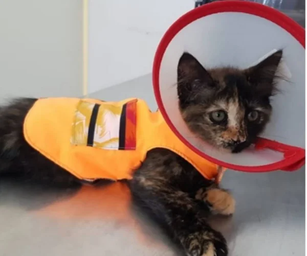Dezembro Verde alerta sobre abandono de animais e importância da adoção