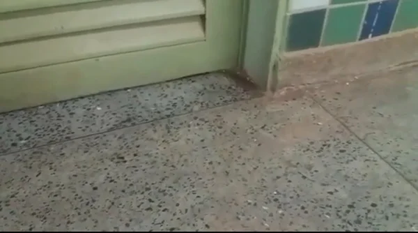 Sem limpeza, escola de São Sebastião-DF fica infestada de larvas