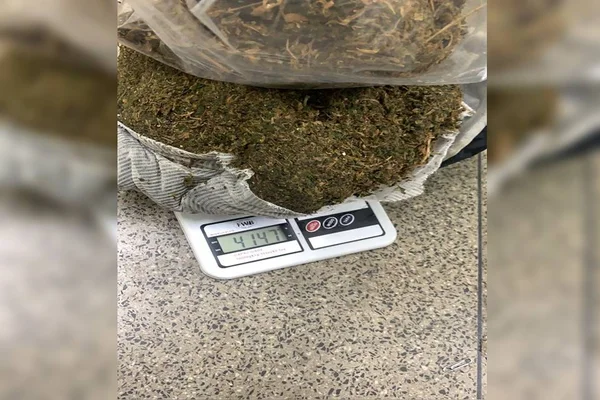 Vídeo: dupla é presa por cultivar plantação de maconha no Lago Norte